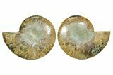 Cut & Polished Ammonite Fossil - Madagascar #364780-1